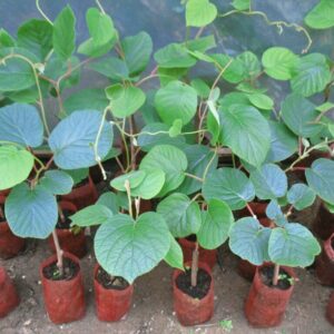 Rasadnik sadnica PERLA Trstenik