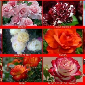 Rasadnik sadnica PERLA Trstenik