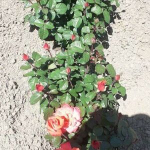 Rasadnik sadnica PERLA Trstenik