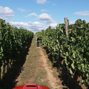 Trilogija – Vinarija