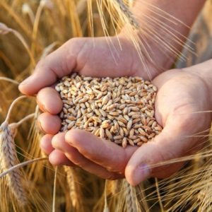 Otkup žitarica Nova Crnja AGROPROMET KESER