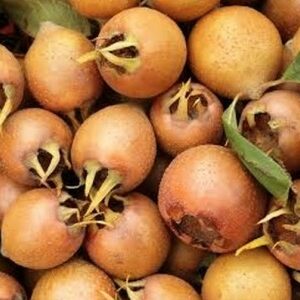 Voćne sadnice Stragari RASADNIK NEDELJKOVIĆ