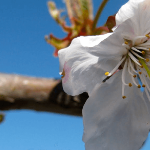 Rasadnik “KALEM VOĆE SMILJKOVIĆ” – Kruševac