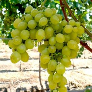 Voćne sadnice Stragari RASADNIK NEDELJKOVIĆ