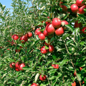 DOMAĆINSTVO ILIJE MILIĆEVIĆA – Lisa Ivanjica