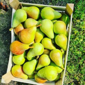 MD FRUIT hladnjača Grocka
