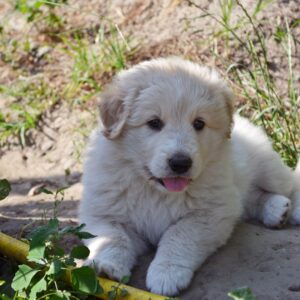 Veterinarska stanica Bajmok VETSERVIS DOO