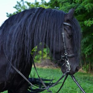 Veterinarska stanica Bajmok VETSERVIS DOO