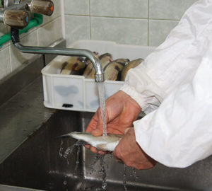 EKO DRINA – Ribnjak, prerada ribe, sveža i dimljena riba