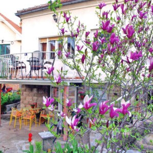 Apartmani Sanje Nikolić – Soko Banja