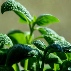 Seme povrća hibridi PAN SEED DOO Novi Sad