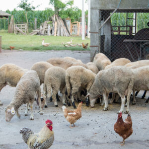 Dida Hornjakov Salaš – Sombor