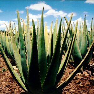 Proizvodi od aloe vere Novi Sad