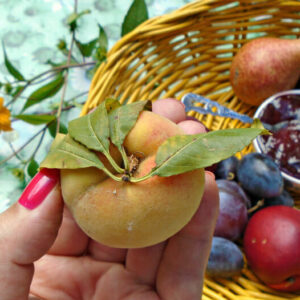 Prodaja i proizvodnja voća i povrća SUPER FRUIT DOO – Cacak