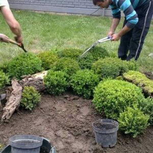 DARWIN GARDEN DESIGN Novi Sad