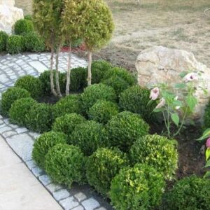 DARWIN GARDEN DESIGN Novi Sad