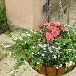 DARWIN GARDEN DESIGN Novi Sad