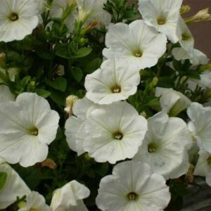 DARWIN GARDEN DESIGN Novi Sad