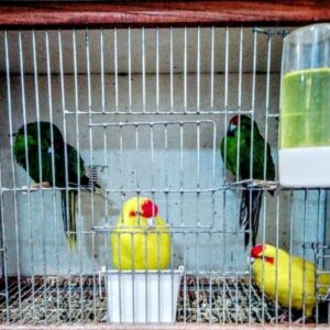 Pet shop Smederevo MOJ PET SHOP PLUS