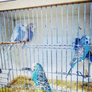 Pet shop Smederevo MOJ PET SHOP PLUS