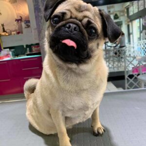 Salon za šišanje pasa i mačaka ShowGroom Beograd