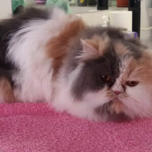 Salon za šišanje pasa i mačaka ShowGroom Beograd