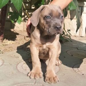 Prodaja štenaca Cane Corso CEZARIUS KENNEL Belegiš