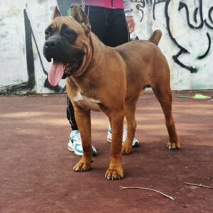 Prodaja štenaca Cane Corso CEZARIUS KENNEL Belegiš