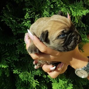 Prodaja štenaca Cane Corso CEZARIUS KENNEL Belegiš