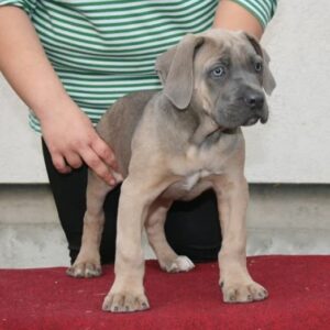 Prodaja štenaca Cane Corso CEZARIUS KENNEL Belegiš