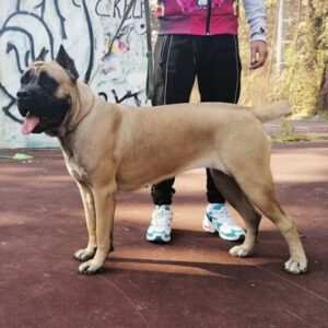 Prodaja štenaca Cane Corso CEZARIUS KENNEL Belegiš