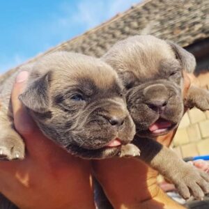 Prodaja štenaca Cane Corso CEZARIUS KENNEL Belegiš