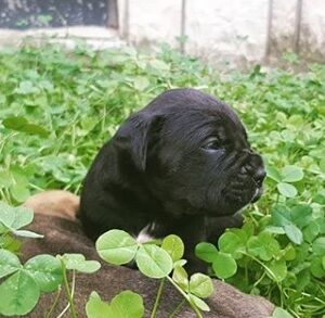 Prodaja štenaca Cane Corso CEZARIUS KENNEL Belegiš