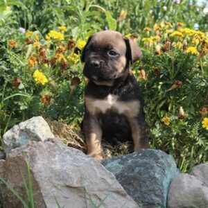 Prodaja štenaca Cane Corso CEZARIUS KENNEL Belegiš