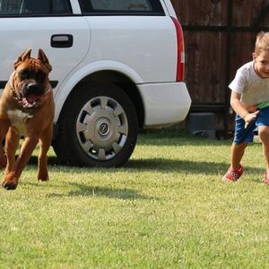 Prodaja štenaca Cane Corso CEZARIUS KENNEL Belegiš