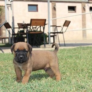 Prodaja štenaca Cane Corso CEZARIUS KENNEL Belegiš