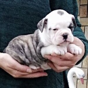 Prodaja štenaca FRANCUSKOG I ENGLESKOG BULDOGA