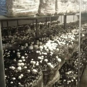 Proizvodnja i prodaja šampinjona STOJANOVIĆ Jagodina
