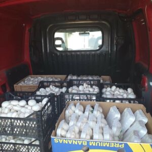 Proizvodnja i prodaja šampinjona STOJANOVIĆ Jagodina