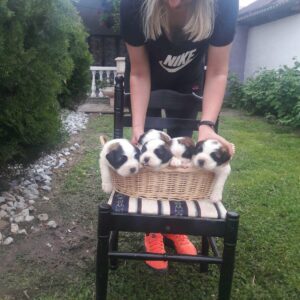 Štenci Bernardinaca vrhunskog porekla Bernardinci Vilovo