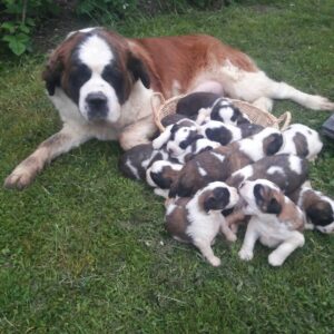 Štenci Bernardinaca vrhunskog porekla Bernardinci Vilovo
