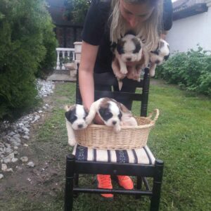 Štenci Bernardinaca vrhunskog porekla Bernardinci Vilovo