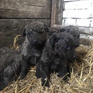 Štenci Bernardinaca vrhunskog porekla Bernardinci Vilovo