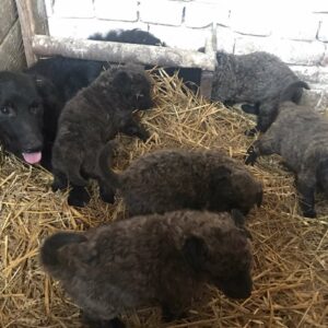 Štenci Bernardinaca vrhunskog porekla Bernardinci Vilovo