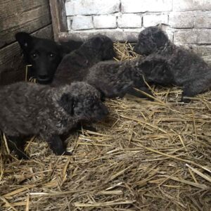 Štenci Bernardinaca vrhunskog porekla Bernardinci Vilovo