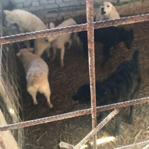 Štenci Bernardinaca vrhunskog porekla Bernardinci Vilovo