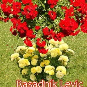 Cveće i rasadnici Lević Selište
