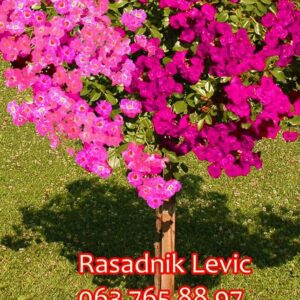 Cveće i rasadnici Lević Selište