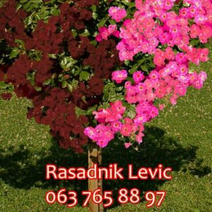 Cveće i rasadnici Lević Selište