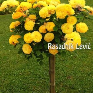 Cveće i rasadnici Lević Selište